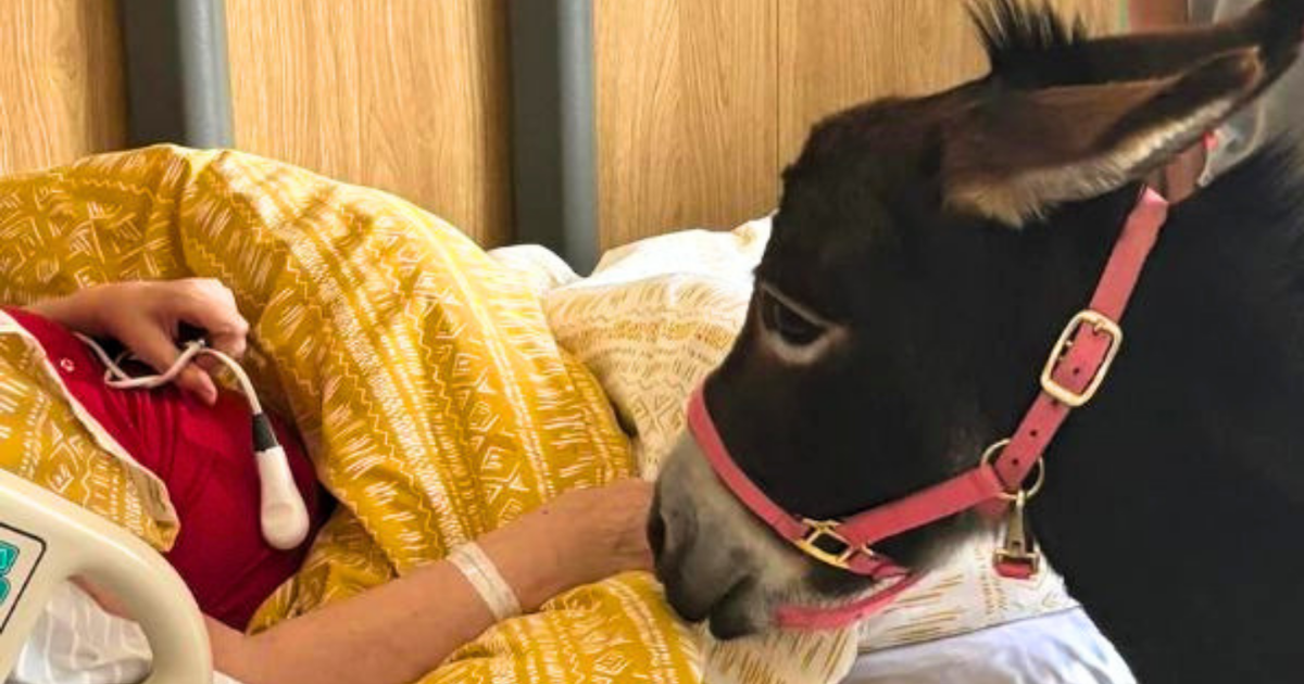 Miniature Donkey Visiting To Community Hospitals (3 4)