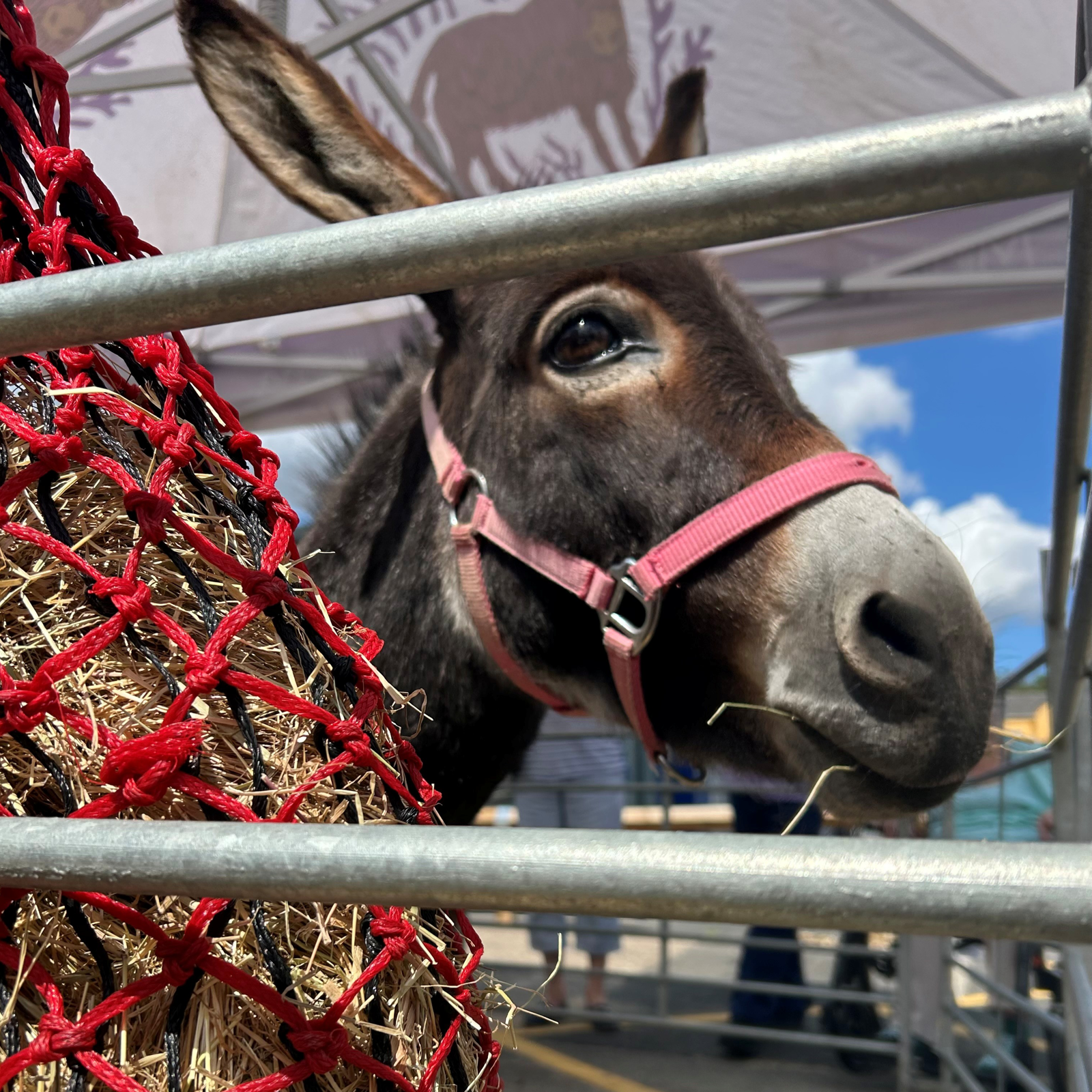 An image of a donkey with a pink harness at an NHS charities event